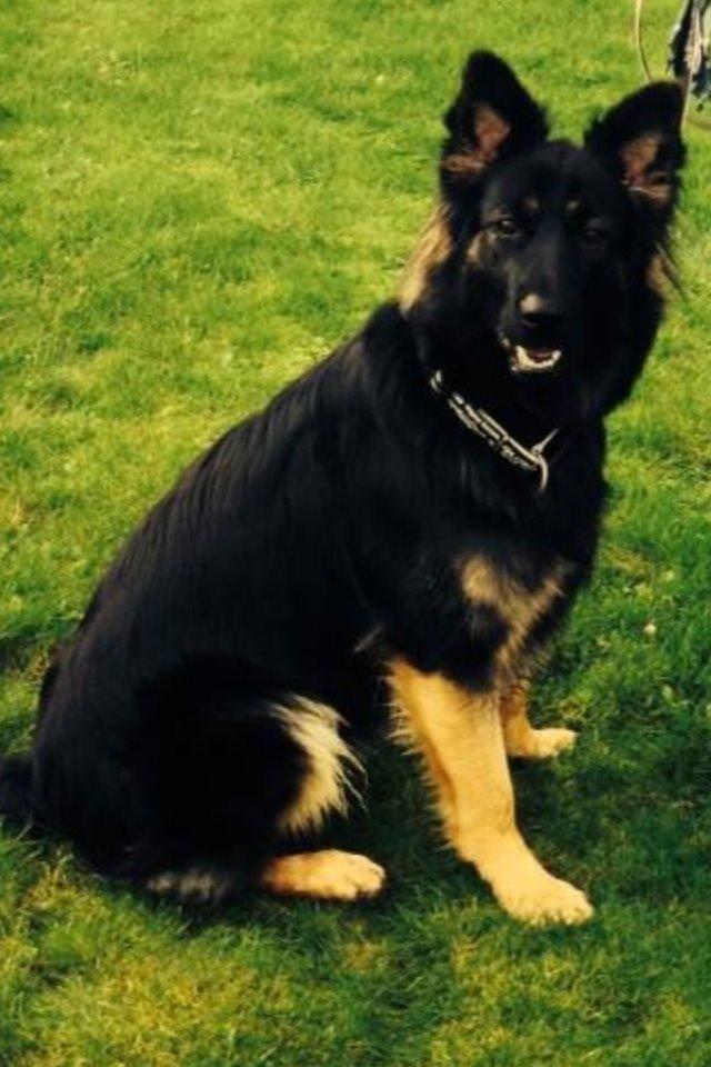 Schæferhund Freja billede 1