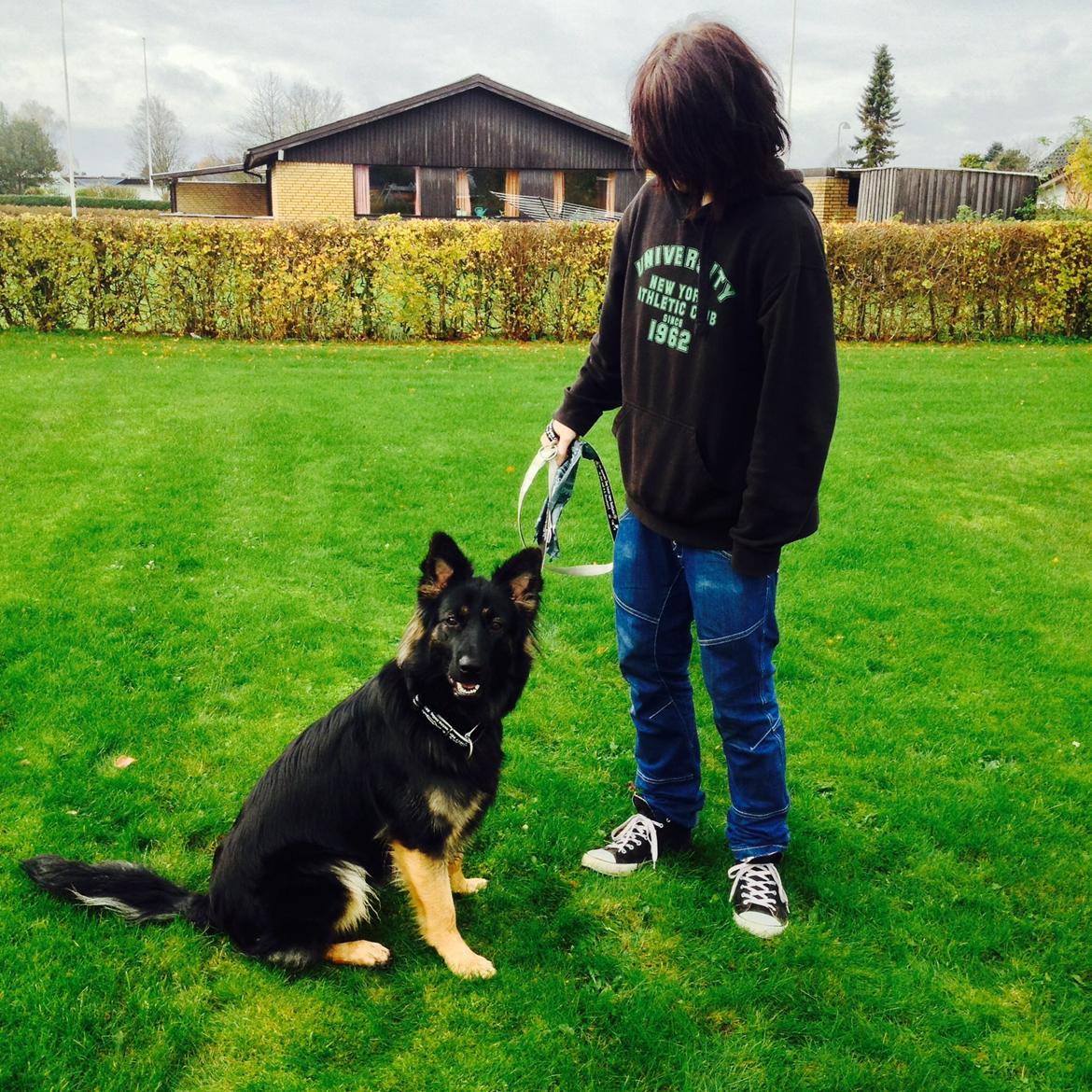 Schæferhund Freja billede 13