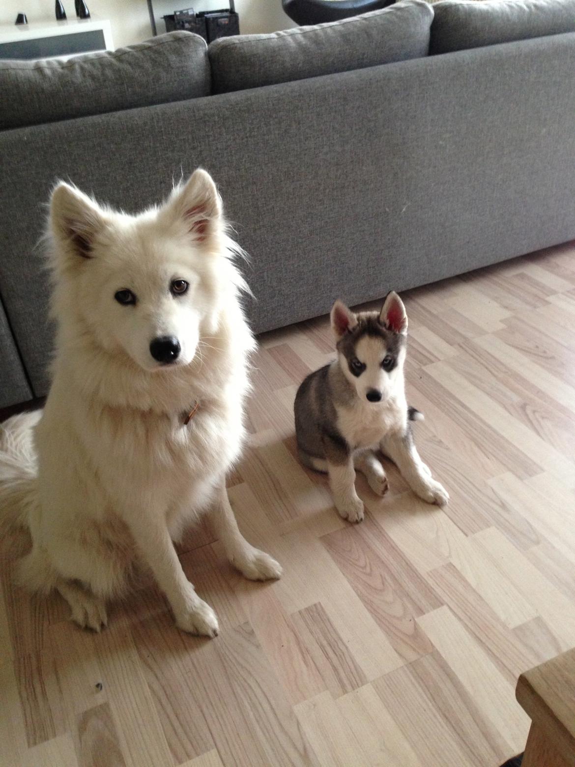 Siberian husky Aslan billede 9