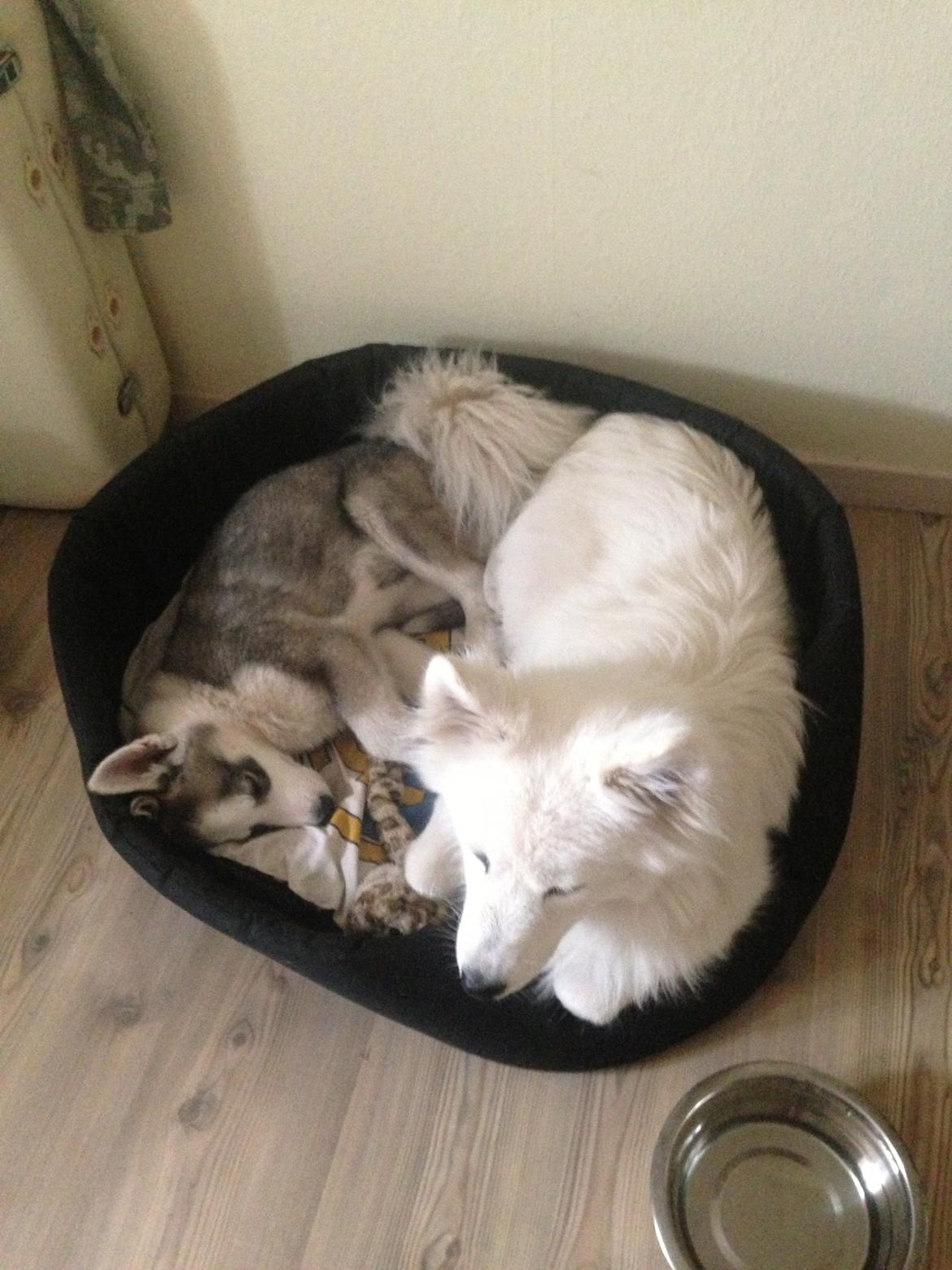 Siberian husky Aslan billede 10