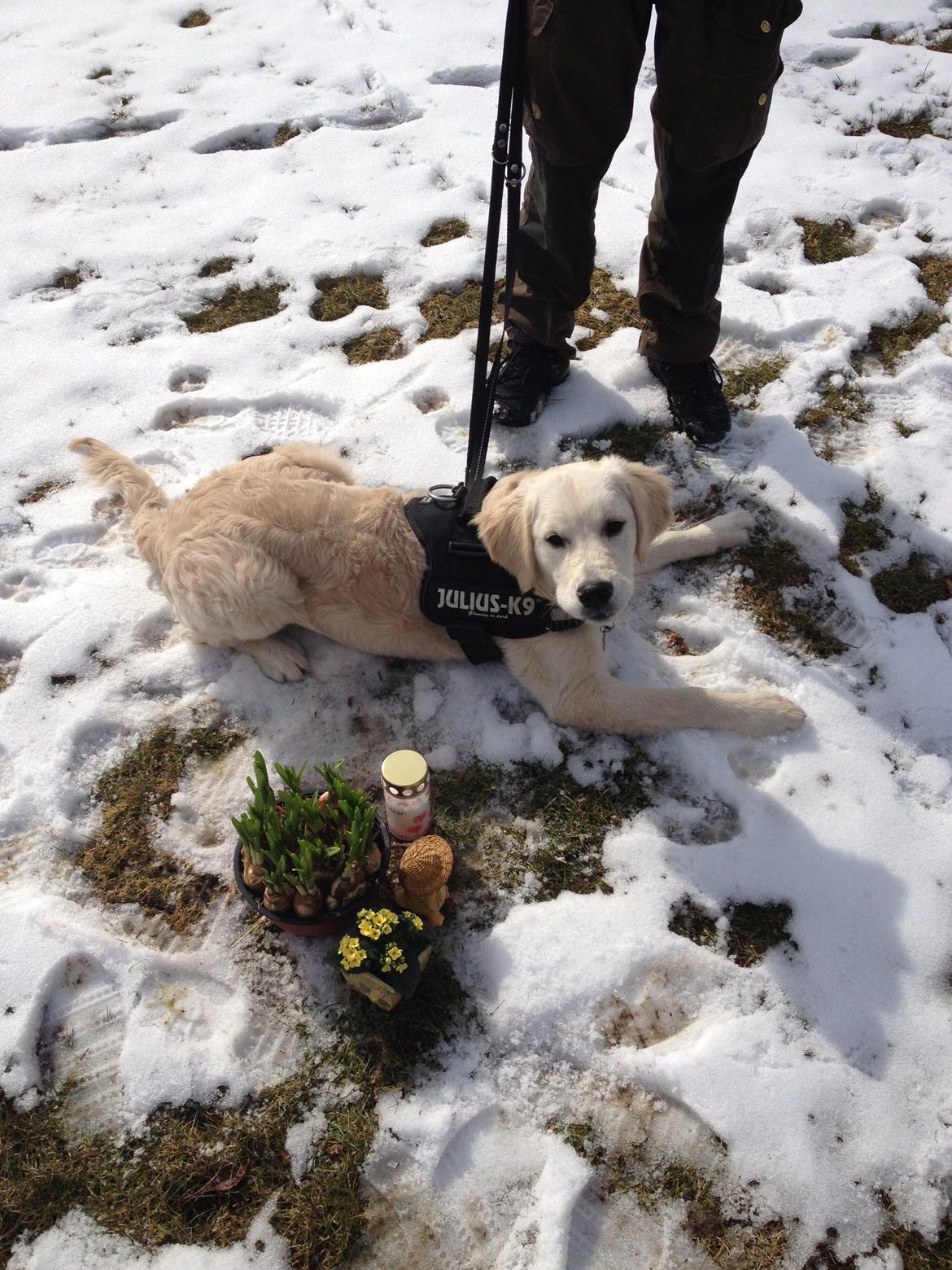 Golden retriever Bastian(Xabax) billede 36