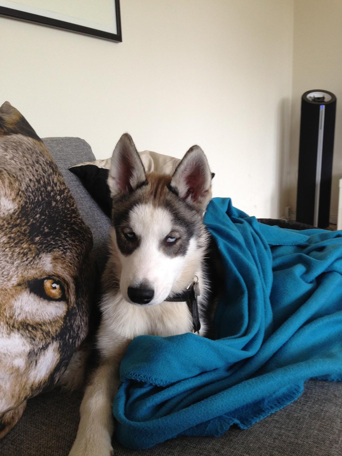 Siberian husky Aslan billede 11