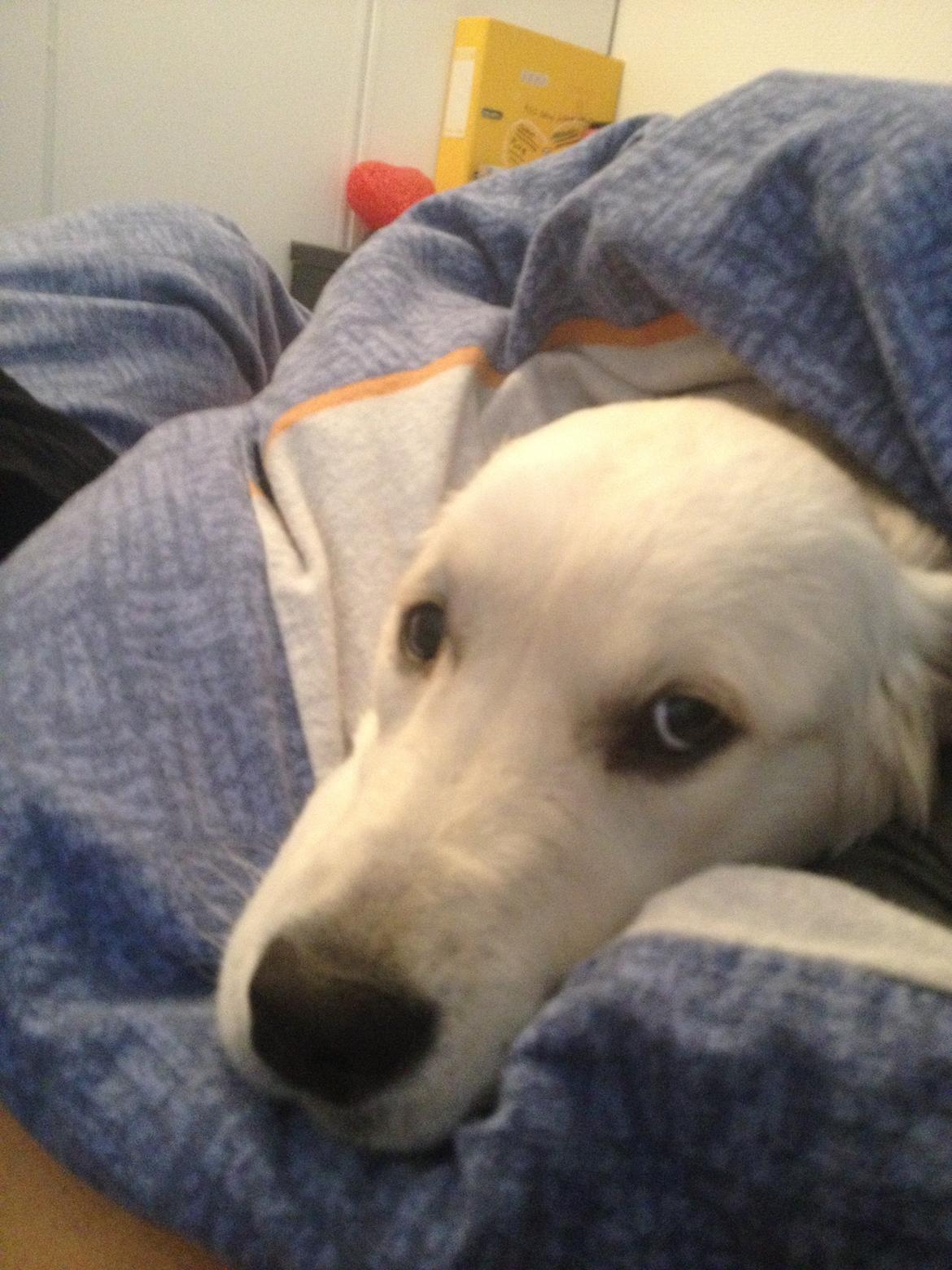 Golden retriever Bastian(Xabax) billede 37