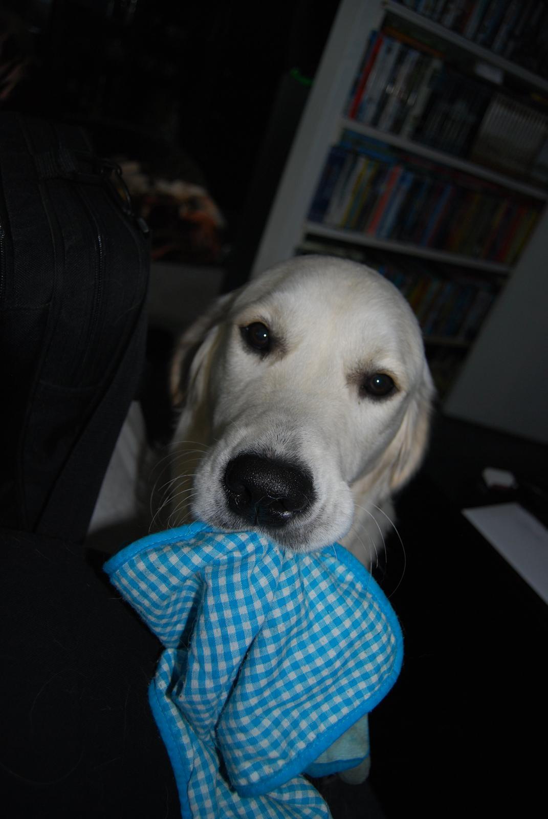 Golden retriever Bastian(Xabax) billede 38