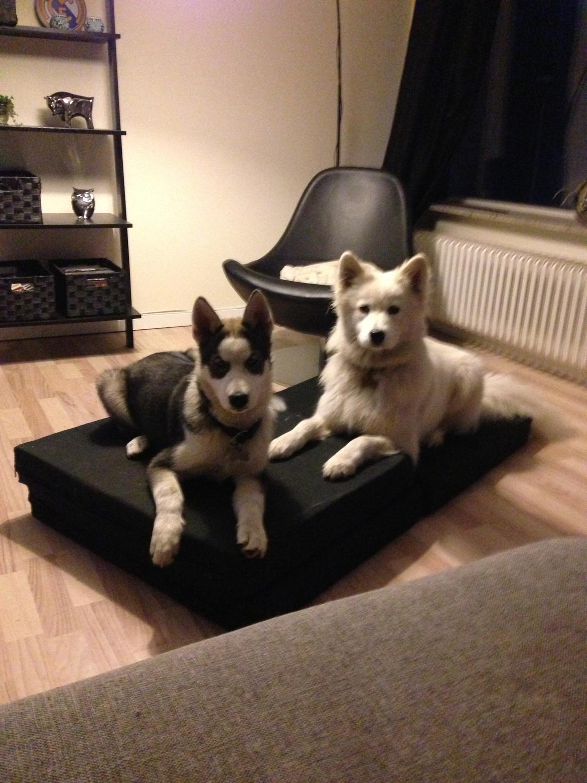 Siberian husky Aslan billede 12