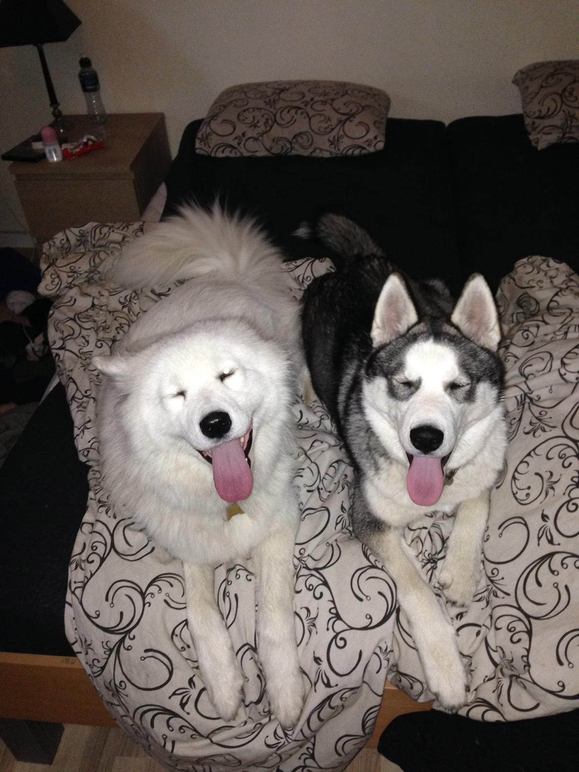 Siberian husky Aslan billede 13