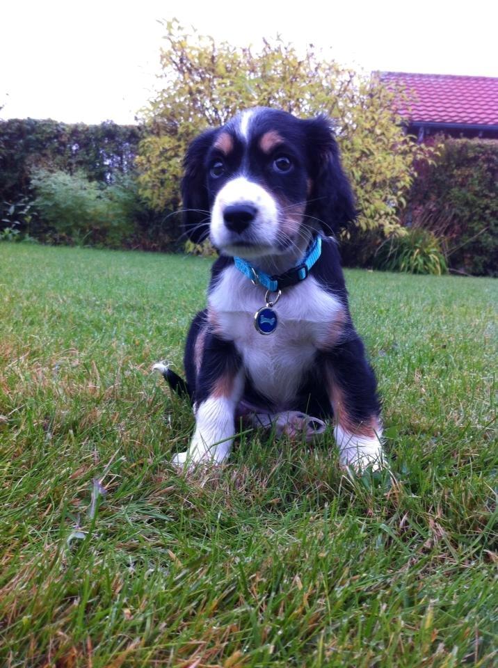 Blanding af racer Cody billede 1