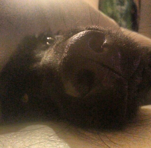 Flat coated retriever Billie Jean (Billie) billede 29