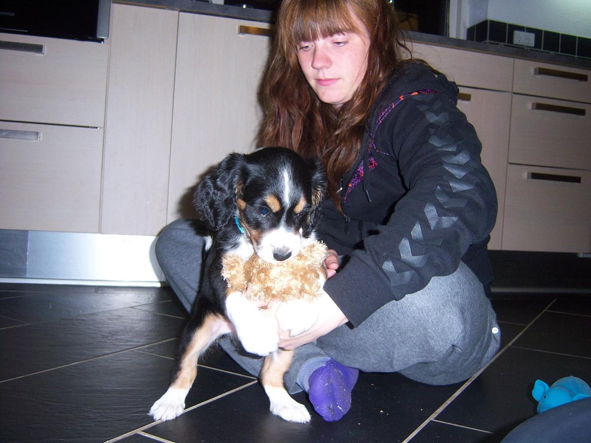 Blanding af racer Cody billede 2