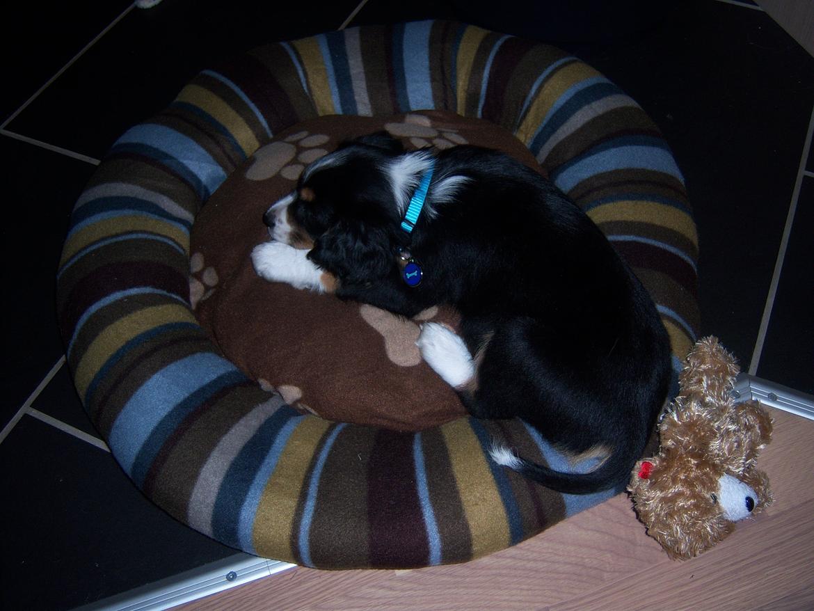 Blanding af racer Cody billede 3