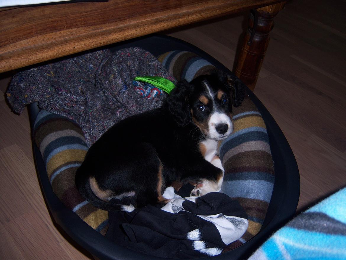 Blanding af racer Cody billede 4