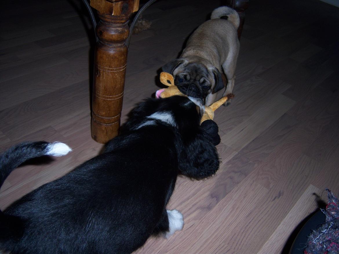 Blanding af racer Cody billede 5