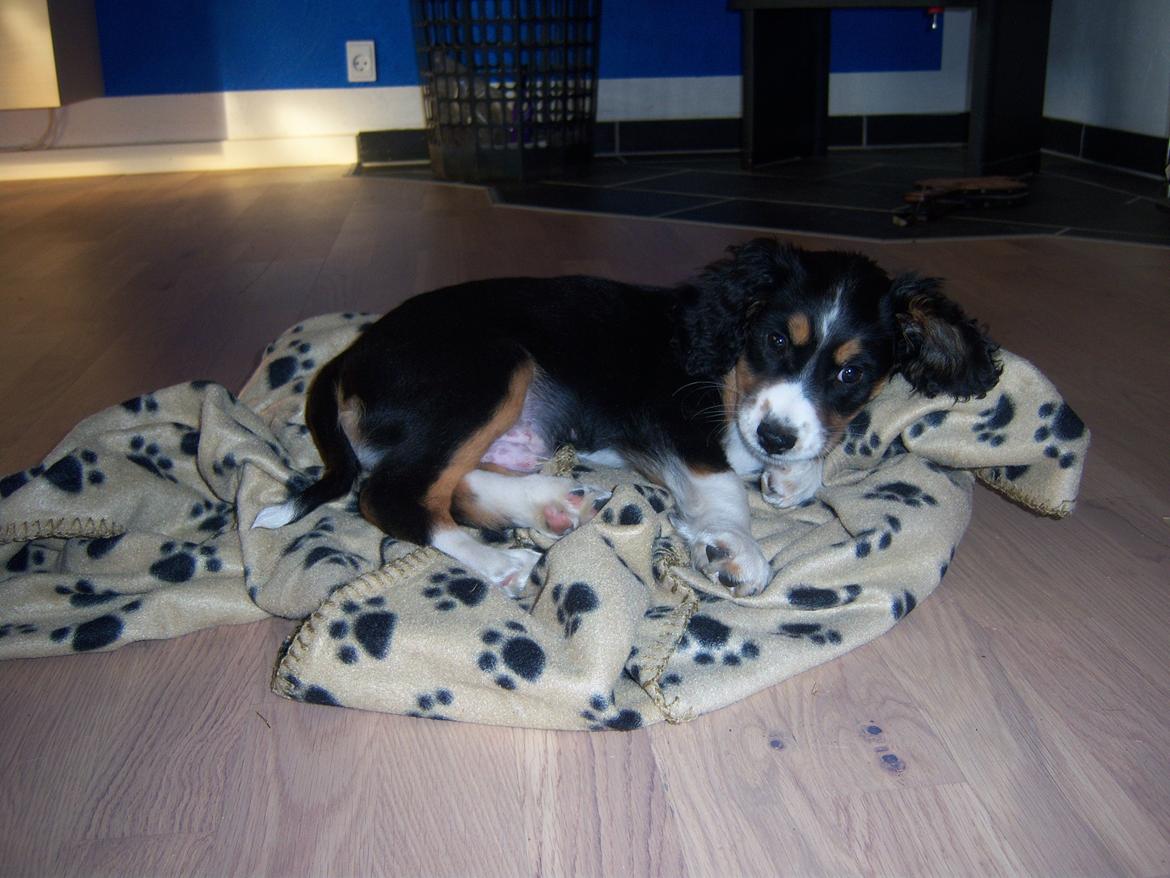 Blanding af racer Cody billede 6