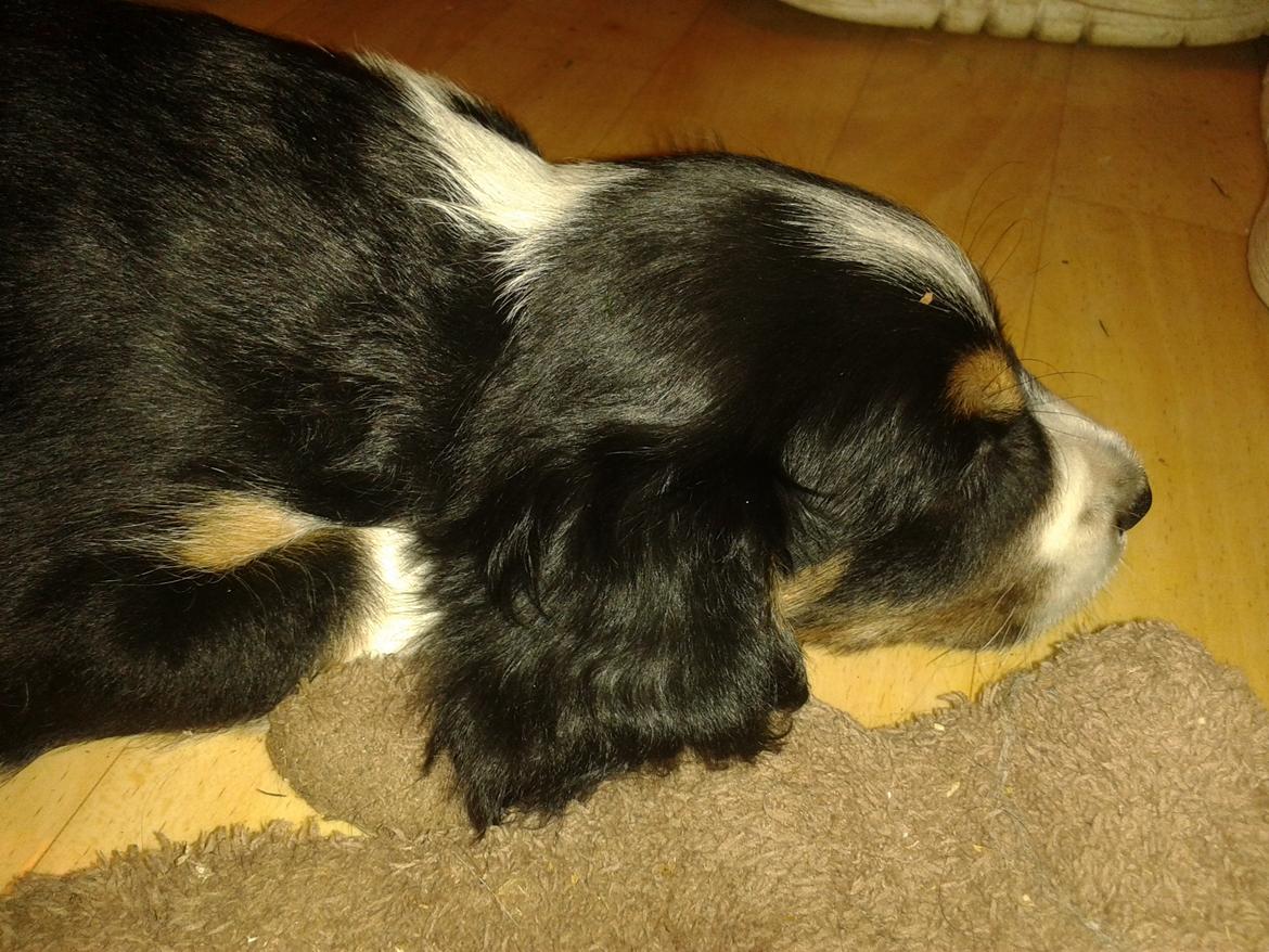 Blanding af racer Cody billede 8