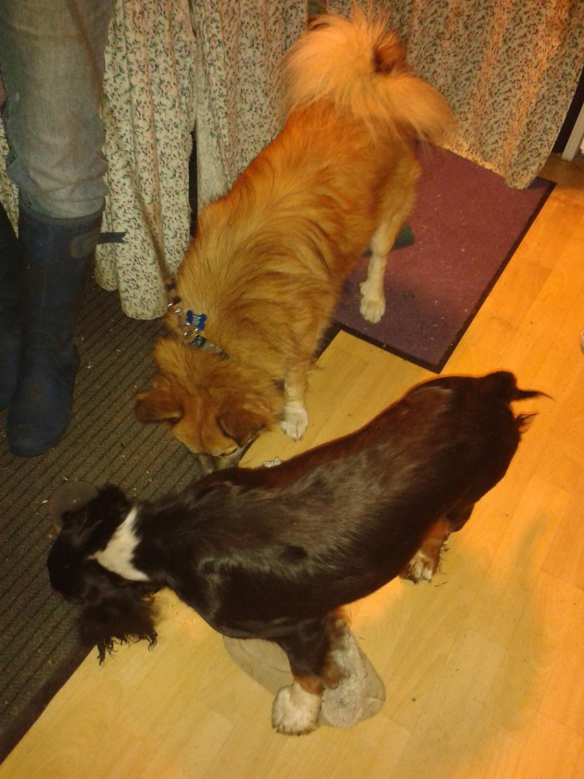 Blanding af racer Cody - Forældre:
Far: Islandsk fårehund
Mor: Cocker spanier billede 9