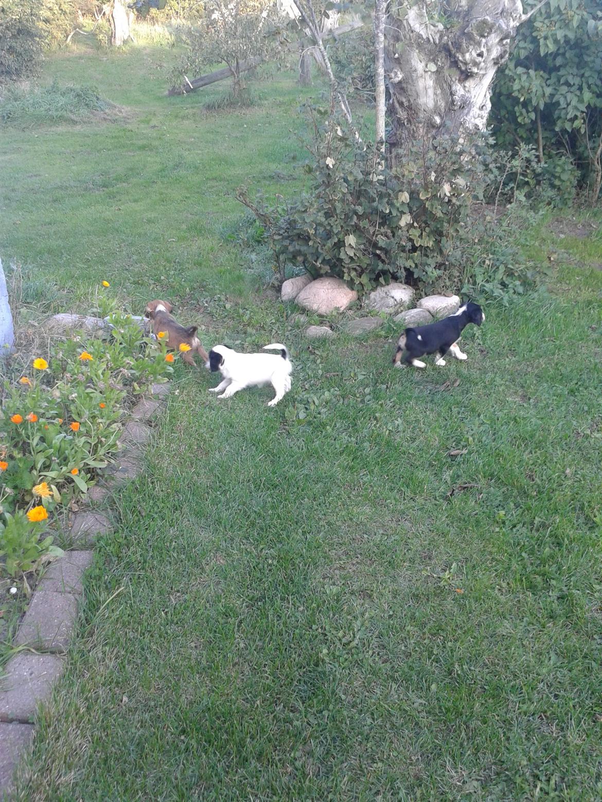 Blanding af racer Cody billede 11