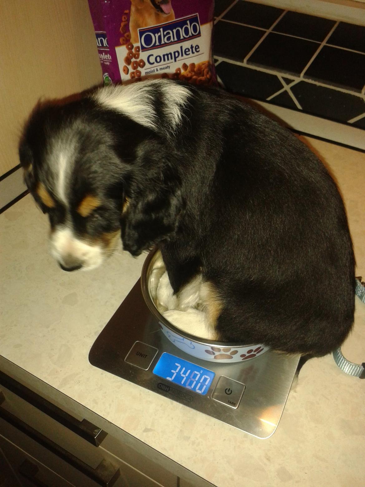 Blanding af racer Cody billede 12