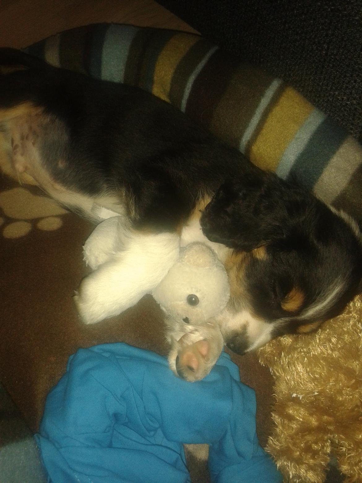 Blanding af racer Cody billede 13