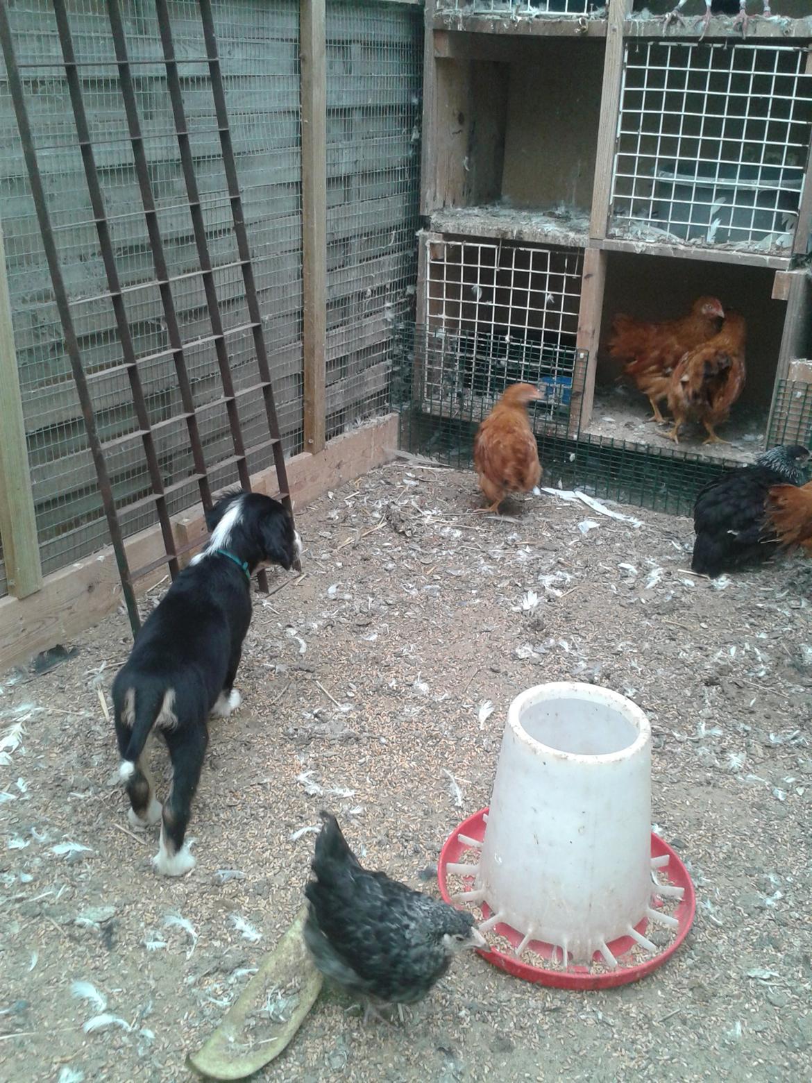 Blanding af racer Cody billede 14