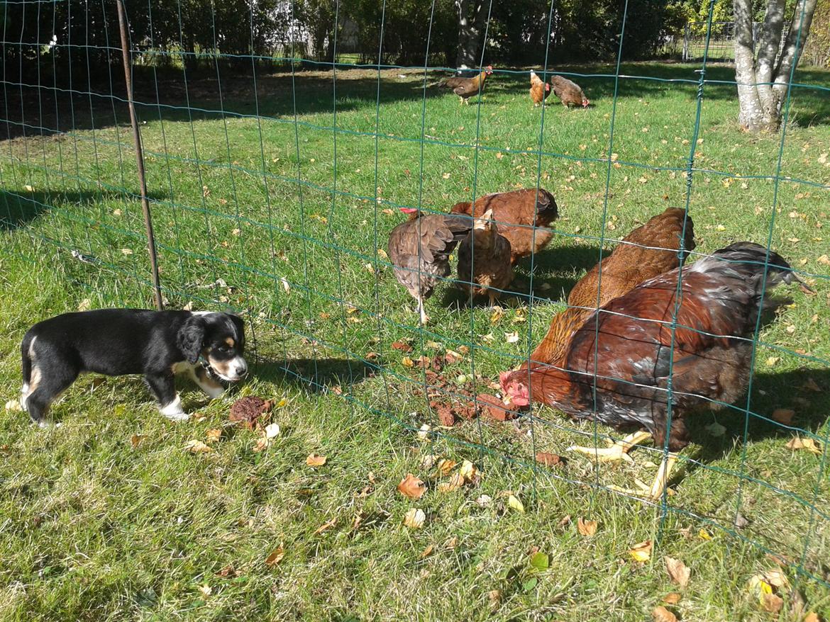 Blanding af racer Cody billede 15