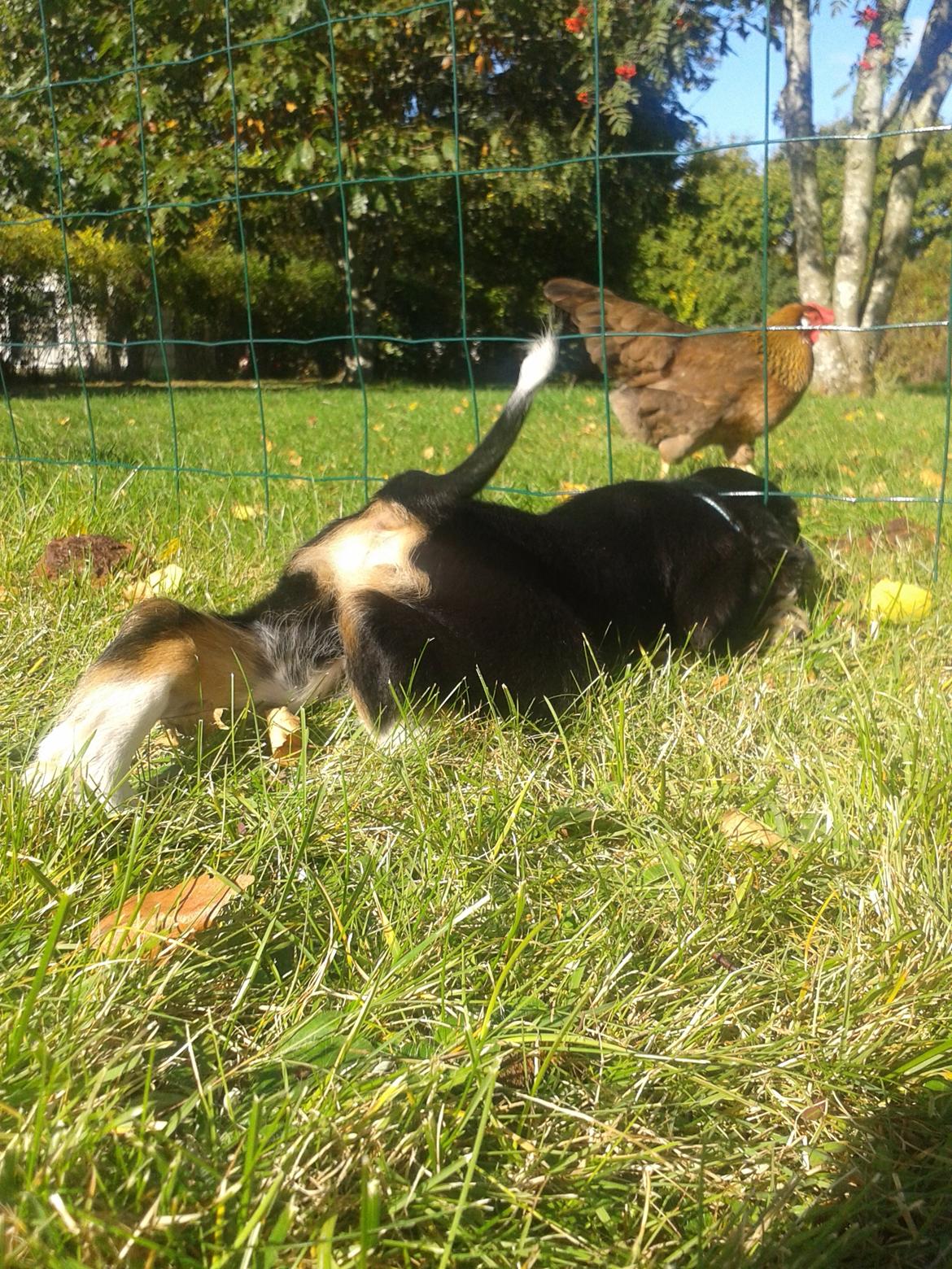 Blanding af racer Cody billede 16