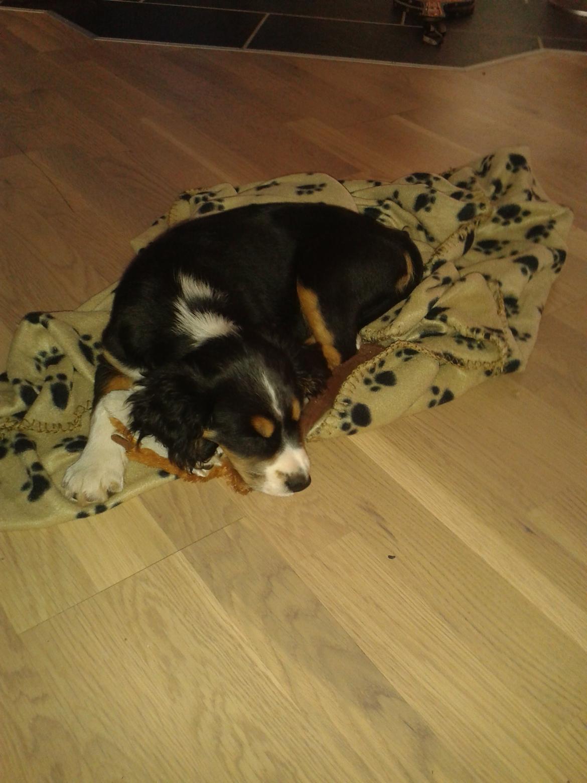 Blanding af racer Cody billede 17