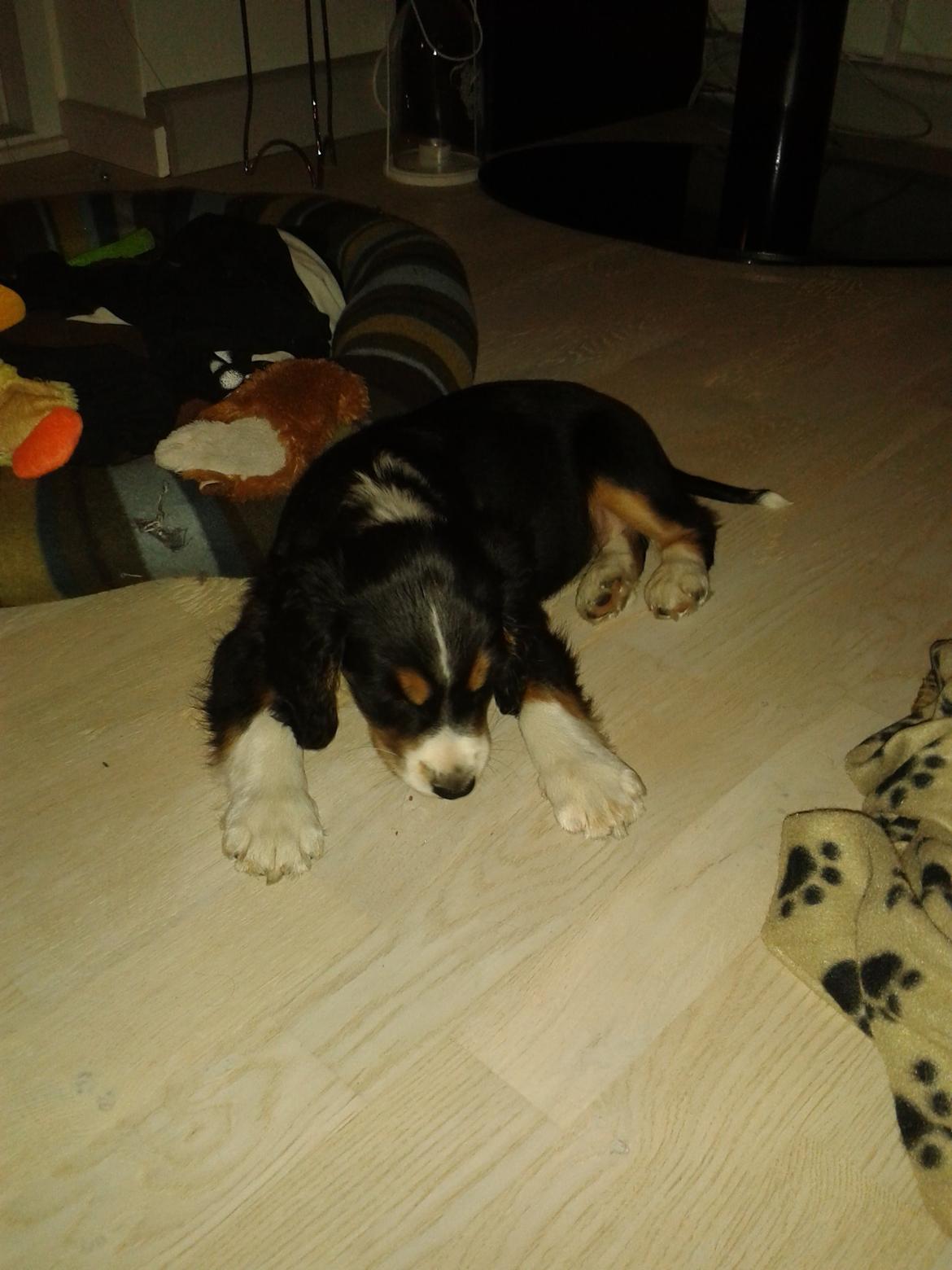 Blanding af racer Cody billede 18