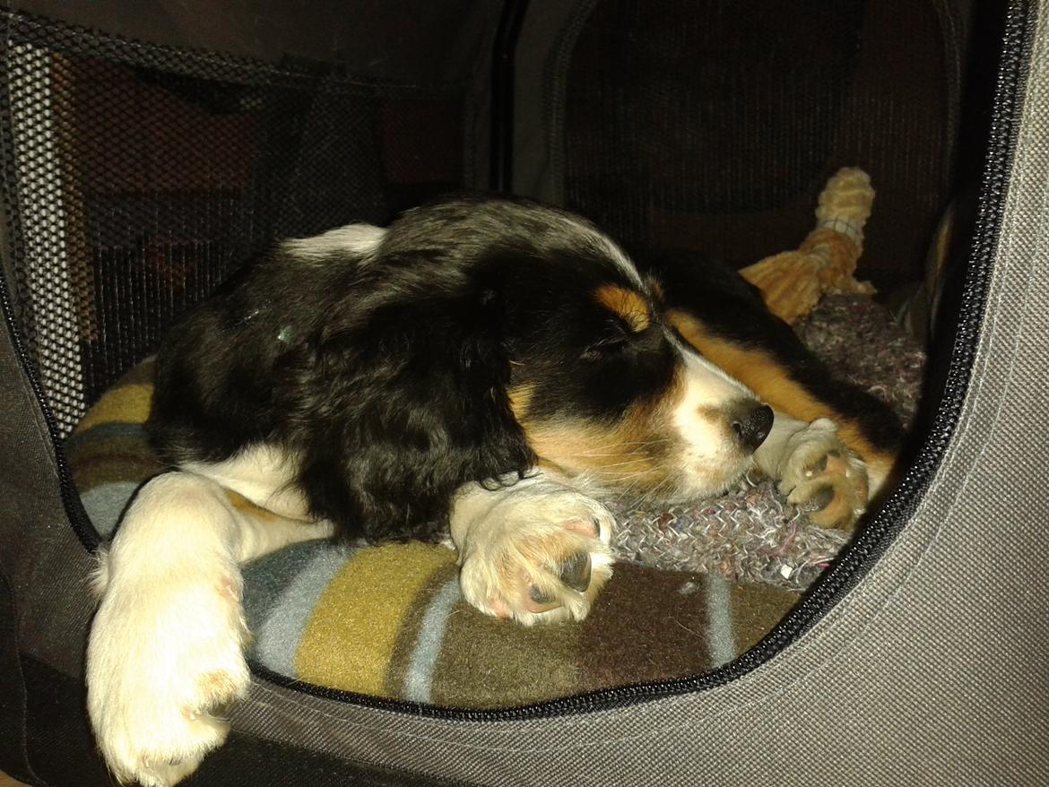 Blanding af racer Cody billede 19