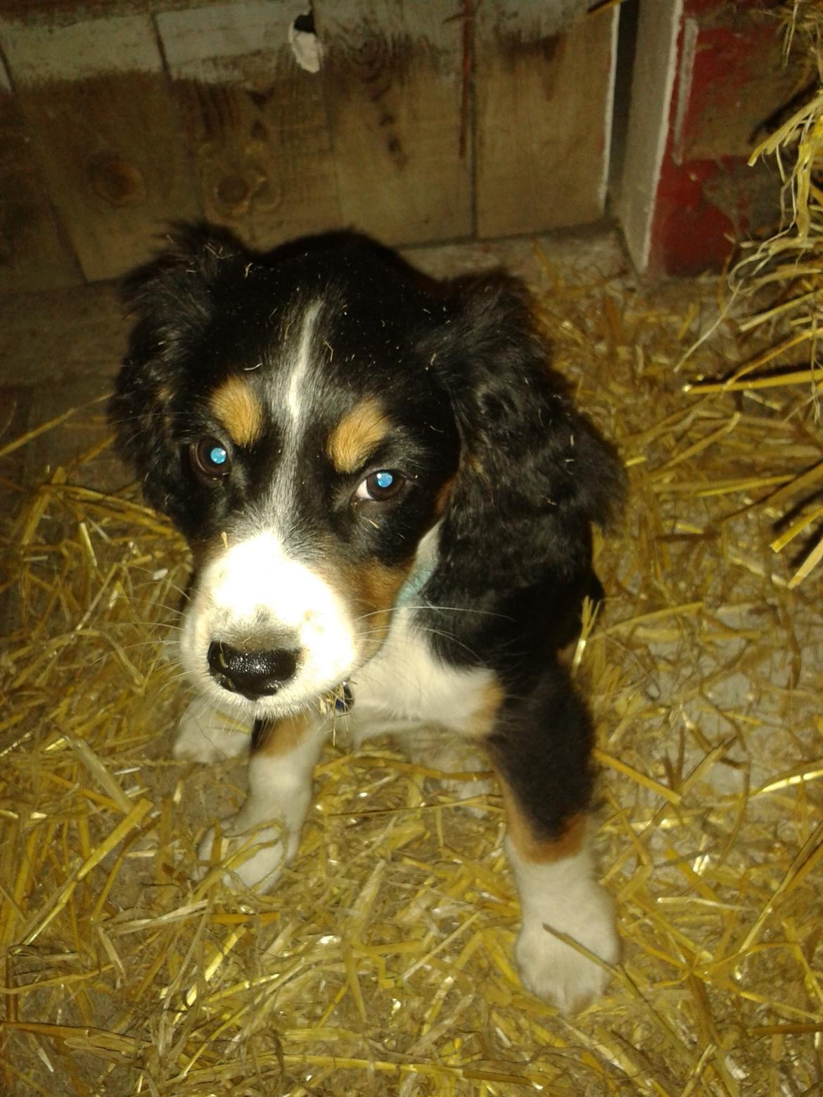 Blanding af racer Cody billede 21