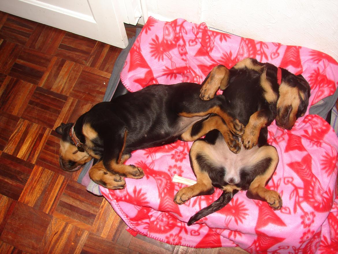 Rottweiler Vom Hause Desteny Kitta billede 12