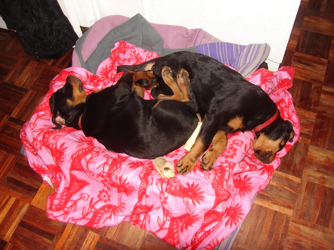 Rottweiler Vom Hause Desteny Kitta billede 13