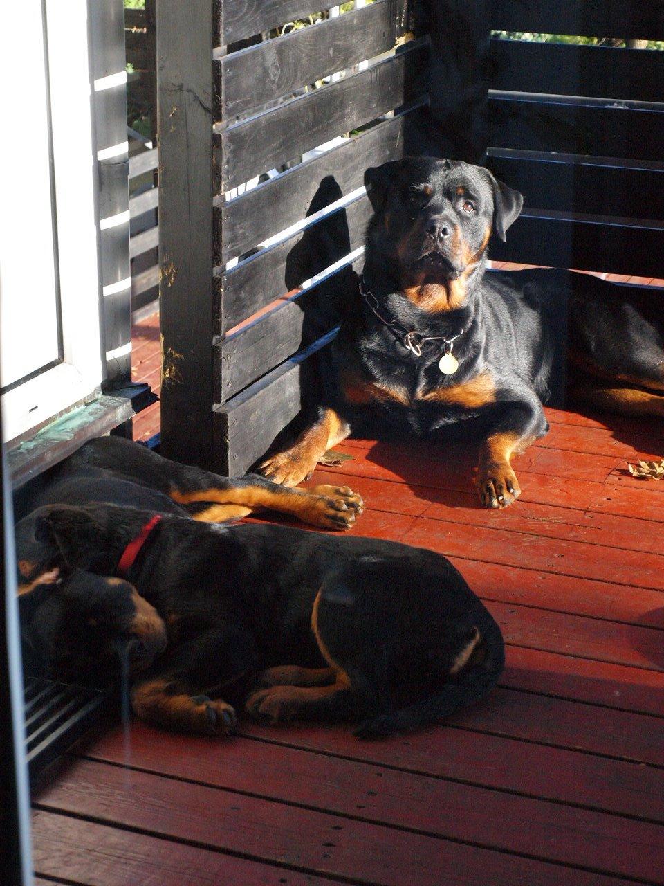 Rottweiler Vom Hause Desteny Kitta billede 9