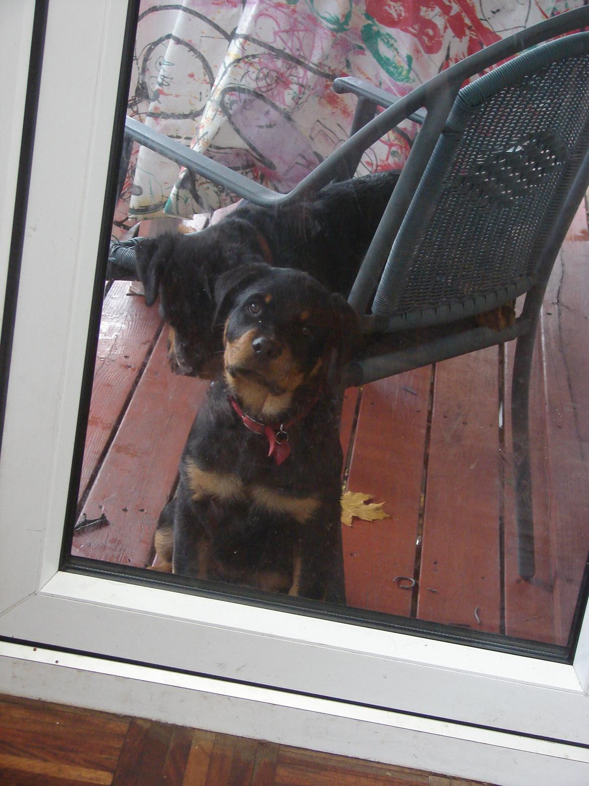 Rottweiler Vom Hause Desteny Kitta billede 6