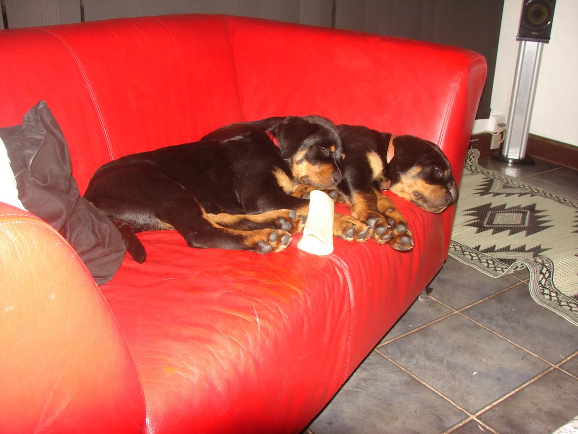 Rottweiler Vom Hause Desteny Kitta billede 14