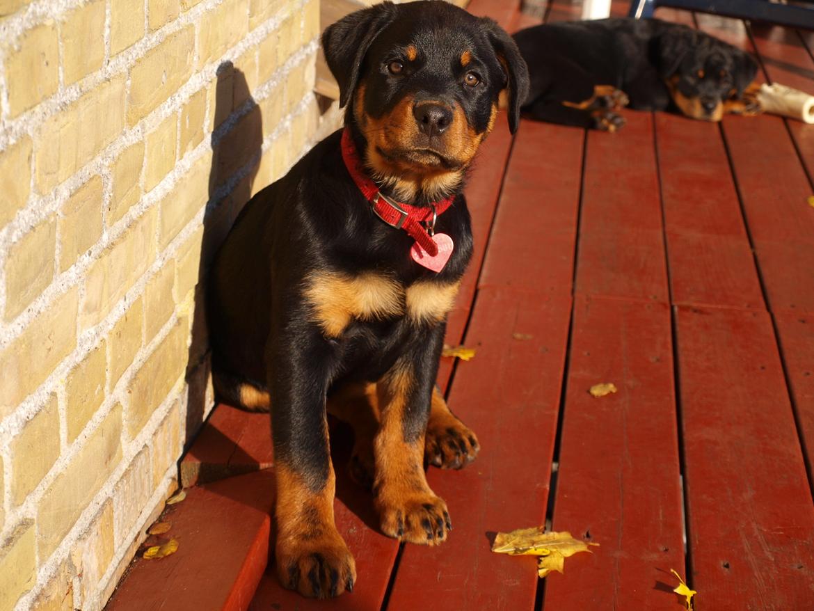 Rottweiler Vom Hause Desteny Kitta billede 1