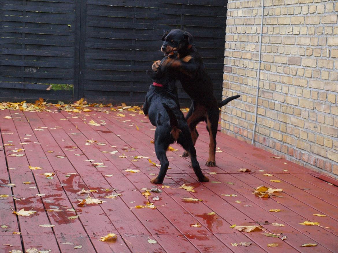 Rottweiler Vom Hause Desteny Kitta billede 10