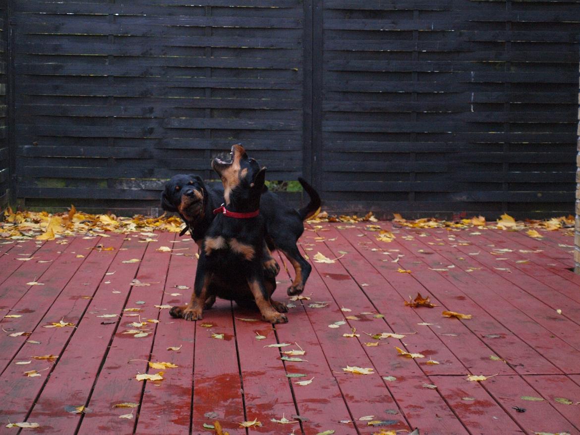 Rottweiler Vom Hause Desteny Kitta billede 11