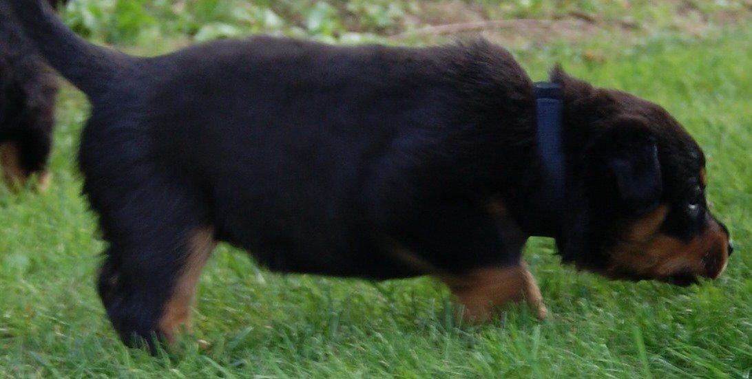 Rottweiler Vom Hause Desteny Kitta billede 16