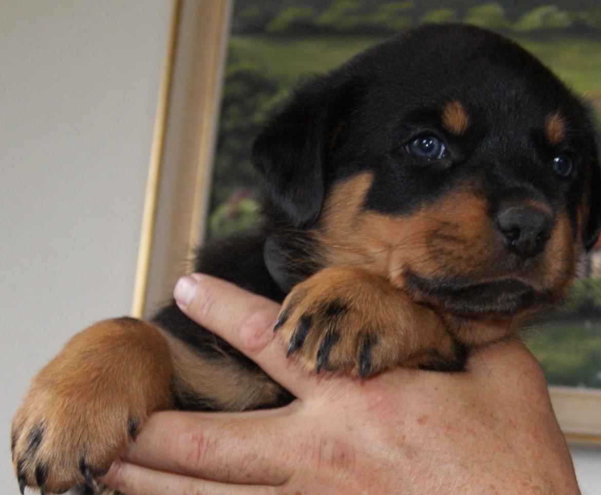 Rottweiler Vom Hause Desteny Kitta billede 17
