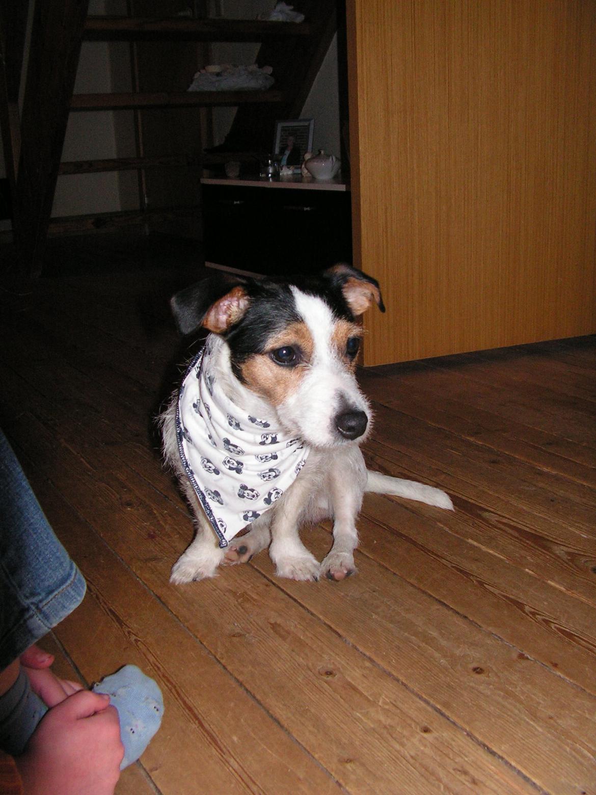 Jack russell terrier Trunte billede 4
