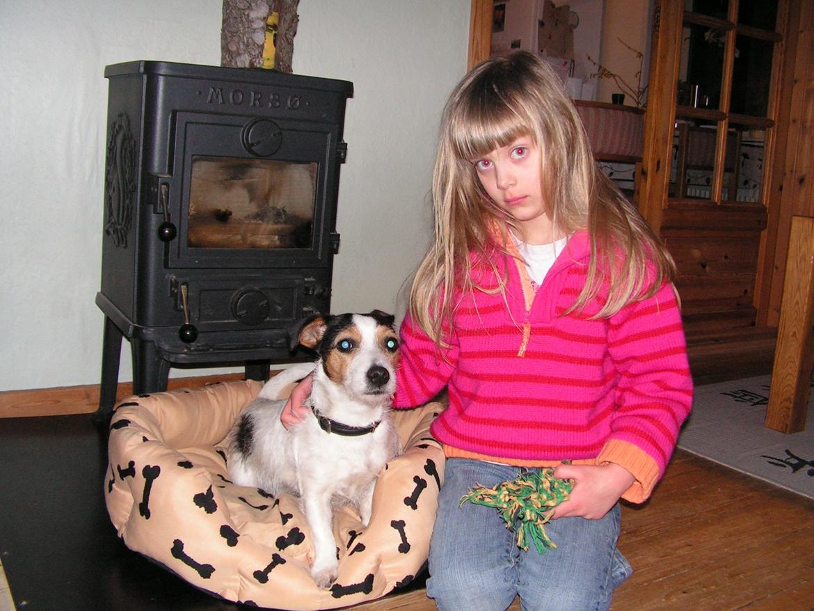 Jack russell terrier Trunte - Dagen da vi fik hende:-) billede 3