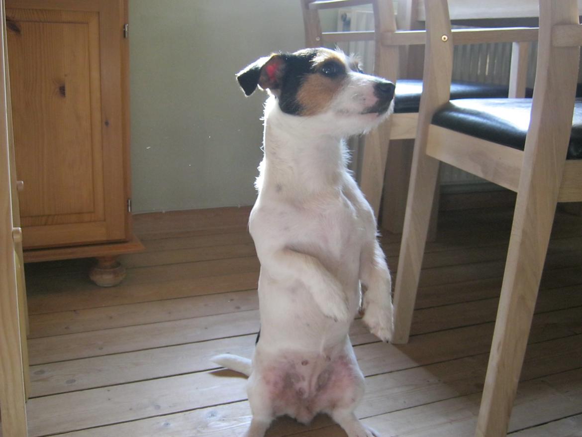 Jack russell terrier Trunte billede 5