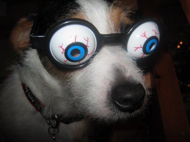 Jack russell terrier Trunte - Nytår 2012/13 billede 6