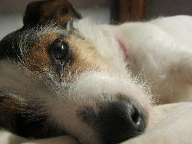 Jack russell terrier Trunte billede 2
