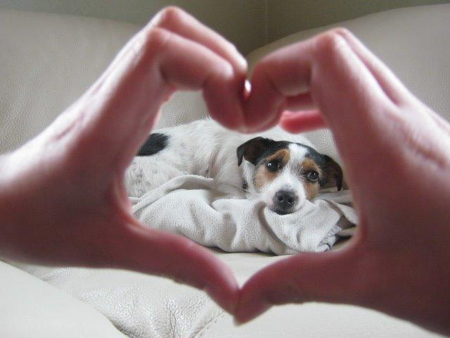 Jack russell terrier Trunte billede 7