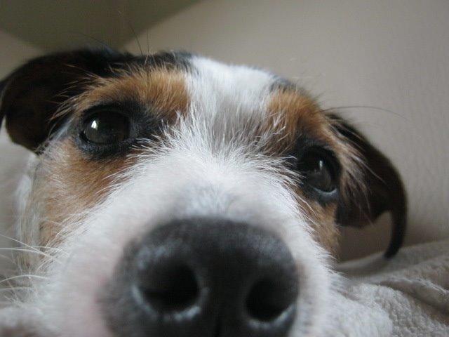 Jack russell terrier Trunte billede 8