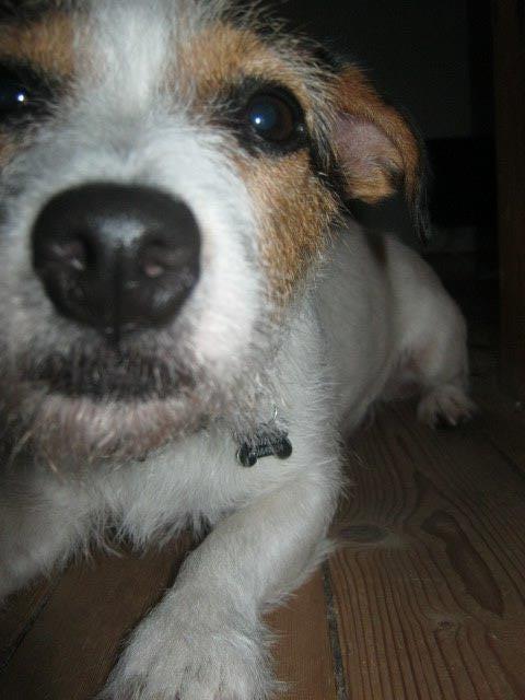 Jack russell terrier Trunte billede 9