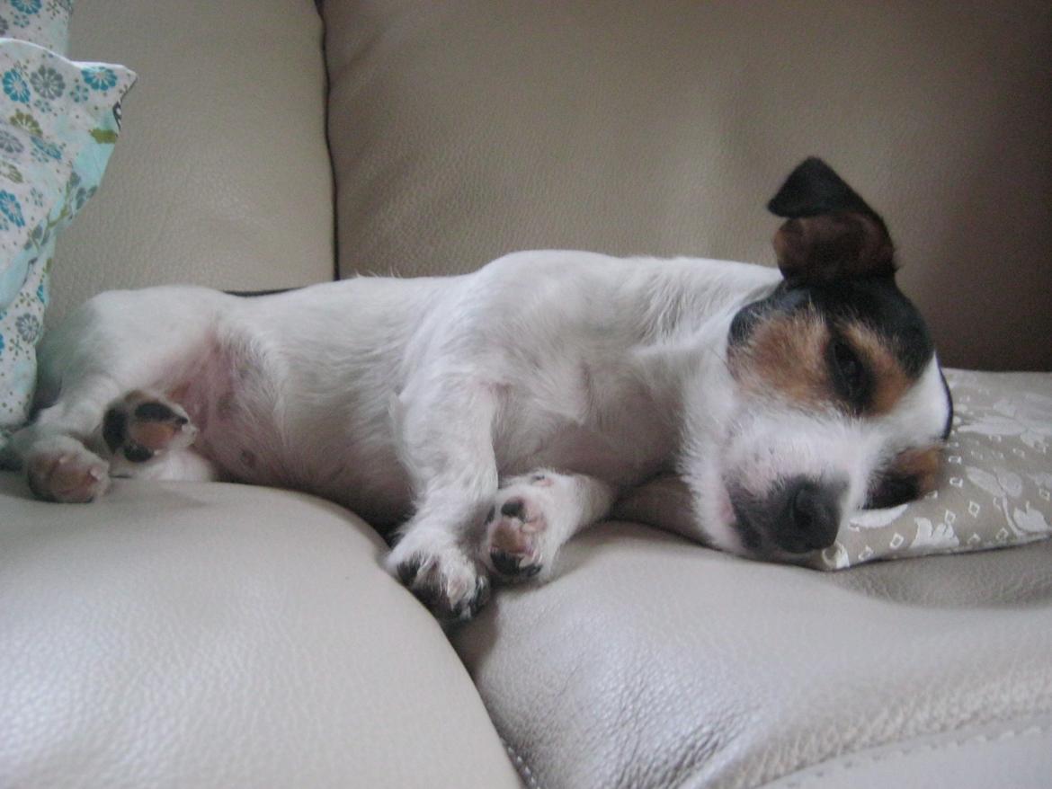 Jack russell terrier Trunte billede 10