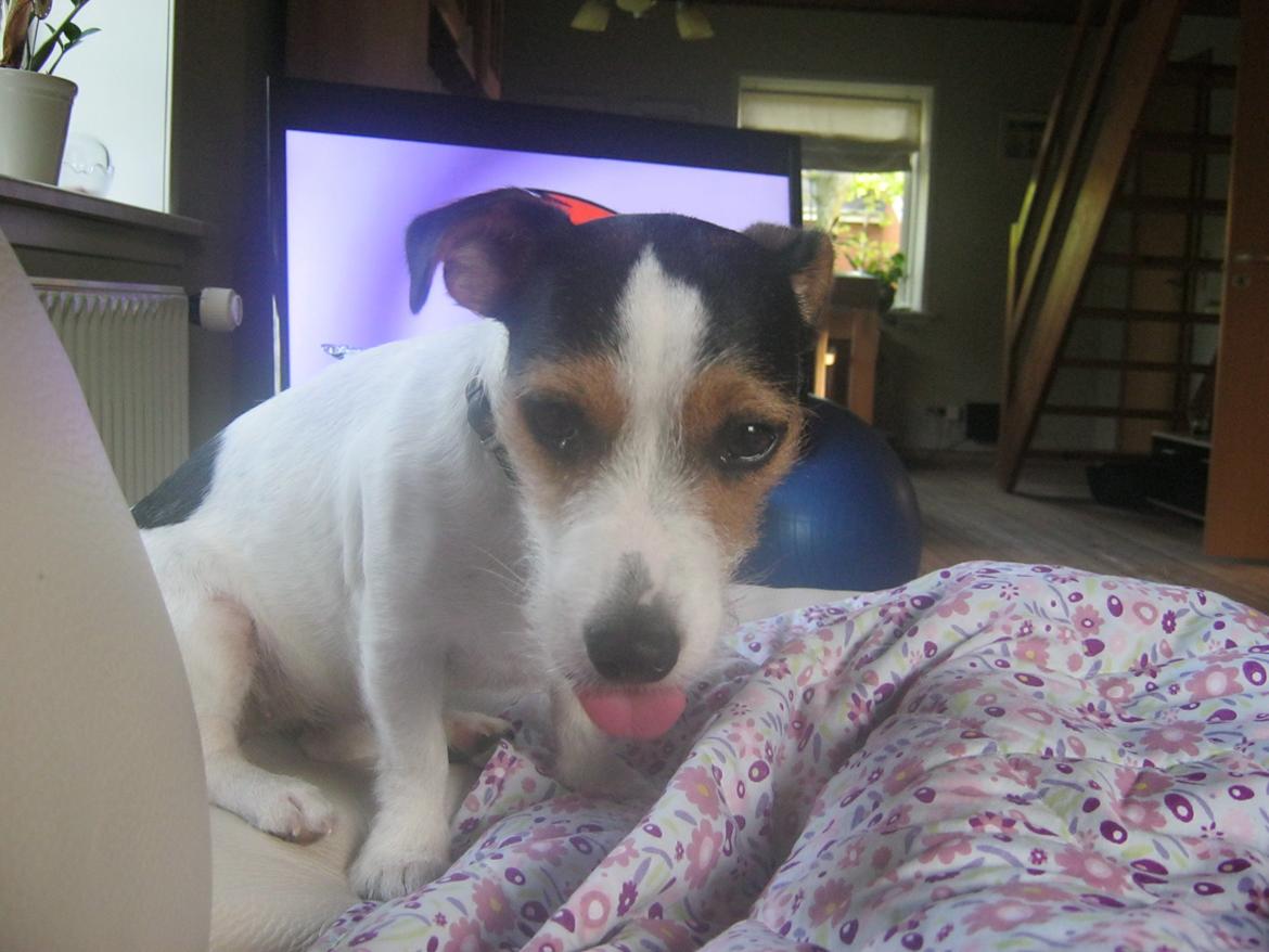 Jack russell terrier Trunte billede 11