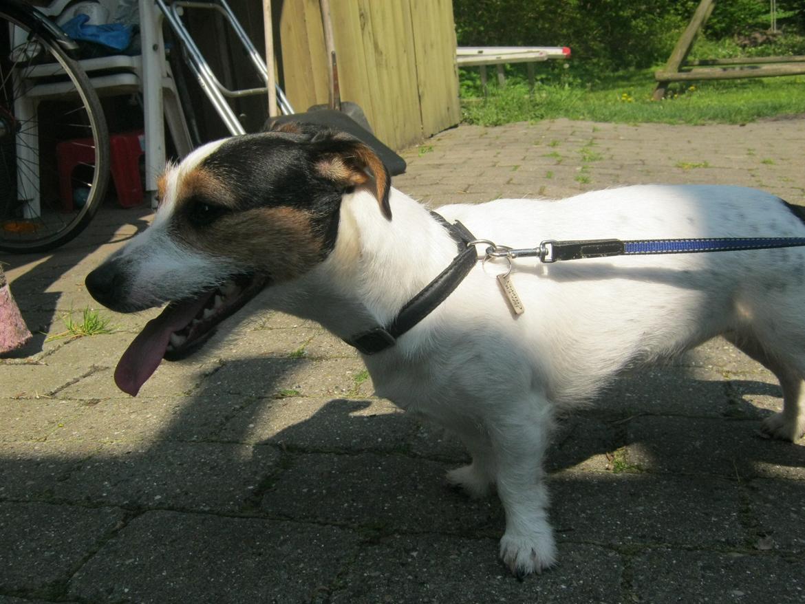Jack russell terrier Trunte billede 12